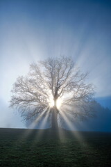 Fototapeta premium Baum ohne Blätter im Winter mit Sonnenstrahlen im Nebel