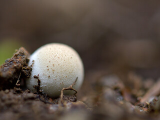 young champignon