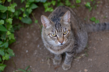見上げる猫のポートレート