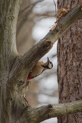 Great Spotted Woodpecker (Dendrocopos major), male – peeking from behind a tree trunk in deciduous woodland, a common species in the Czech Republic