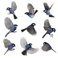 nine blue tits in flight with open wings