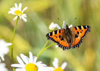 butterfly on flower