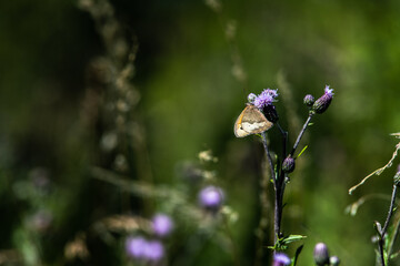 butterfly on a flower © reif.dk