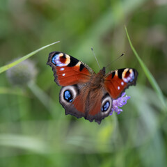 butterfly on a flower