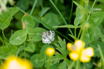 Common carpet (Ematurga alternata) moth perched on a green plant in Zurich, Switzerland © Janine