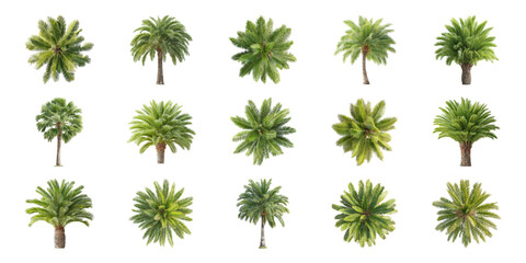 Palm Tree Varieties Set. Tropical Foliage And Landscaping Design Collection Isolated On Transparent Background