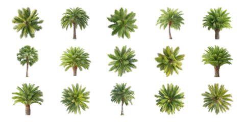 Palm Tree Varieties Set. Tropical Foliage And Landscaping Design Collection Isolated On Transparent Background