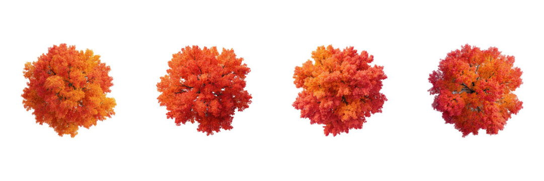 Autumn Maple Trees Top View Set. Seasonal Foliage And Nature Collection Isolated On Transparent Background