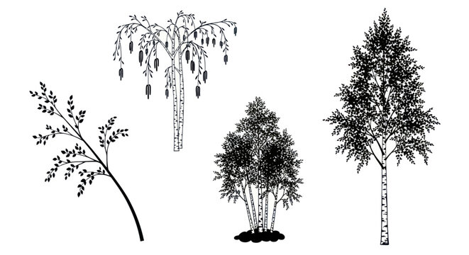 Set of black and white birch tree and branch illustrations