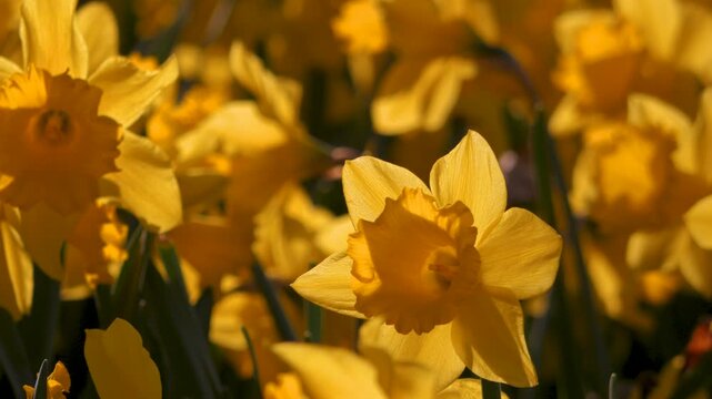 close up daffodil flowers, bright yellow and orange backlit by bright sunshine, slight movement in breezy wind