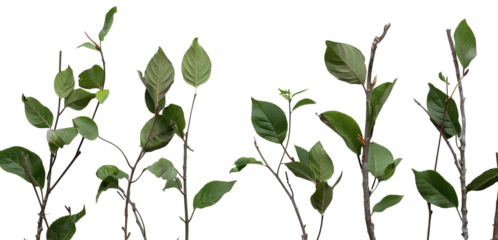 Bush layered leafy branches are shown on a transparent background, ideal for use in various design projects and creative activities. The natural elements provide versatility in applications