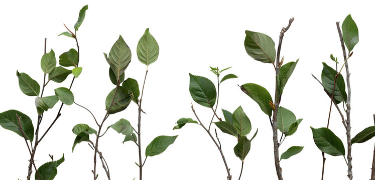 Bush layered leafy branches are shown on a transparent background, ideal for use in various design projects and creative activities. The natural elements provide versatility in applications - Powered by Adobe