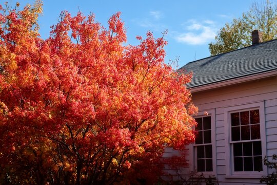 autumn brilliance apple serviceberry at corner of house