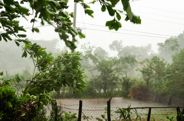 Wind Blowing Trees During A Hurricane
