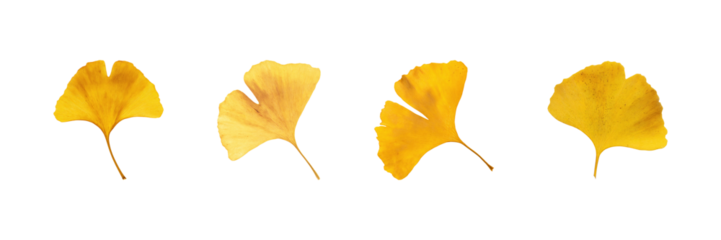 Ginkgo Biloba Leaves Set. Autumn Foliage And Botanical Study Collection Isolated On Transparent Background