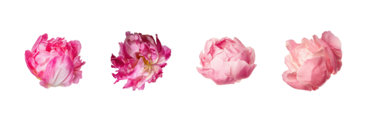 Pink Peony Blossoms Set. Floral Beauty And Elegance Collection Isolated On Transparent Background