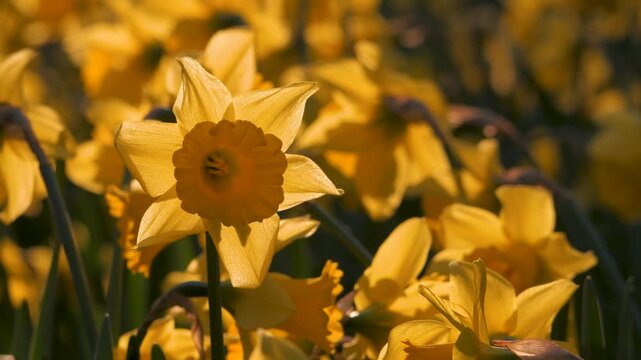 brightly backlit yellow daffodil flower, soft focus background with other daffodils, bright Spring sunshine