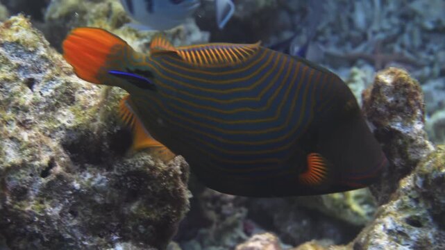 Striped triggerfish swimming over coral reef