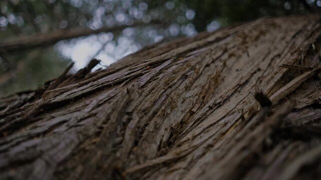 Detailed macro view of weathered tree bark texture with moss