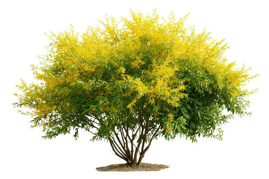 Forsythia suspensa (Lian Qiao Weeping Forsythia) deciduous yellow shrub plant isolated png on a transparent or white background 