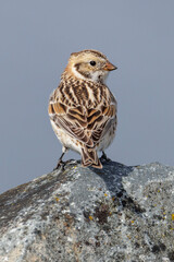 Lapland Longspur