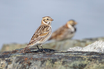 Lapland Longspur