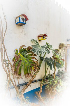 casita pajaro
