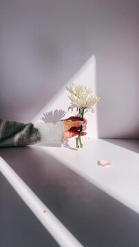 A calm minimal scene showing a hand gently holding a white chrysanthemum against a clean surface with soft natural light and subtle shadows.
