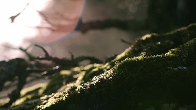 Golden sunlight illuminating moss and lichen on forest tree bark