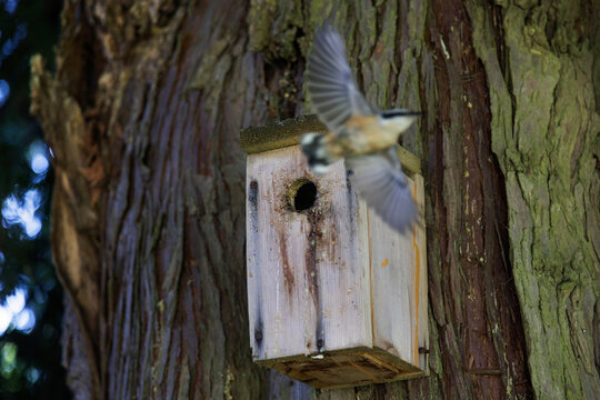 Red breasted nuthatch bird