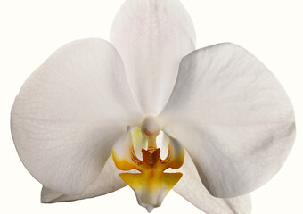 Orchidee