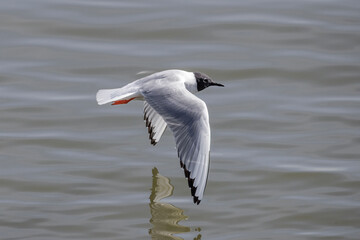 Fototapeta premium Bonaparte’s Gull