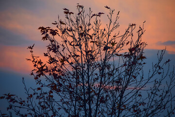 Beautiful Sunset View Peaceful Evening Image of Tree and Red Sky in Autumn Fall Spring Season