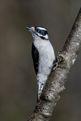 Downy woodpecker bird