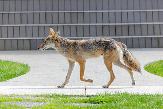Coyote