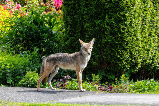 Coyote