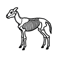 sheep skeleton
