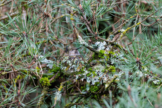 Anna's hummingbird nest