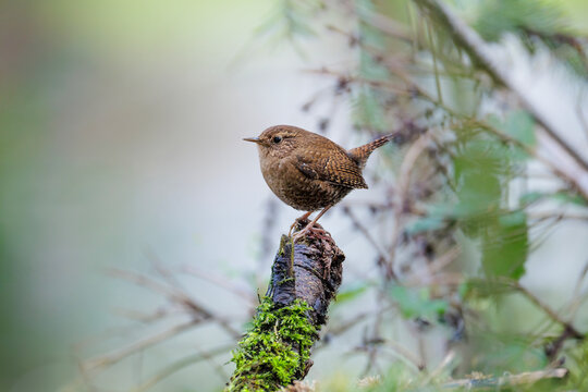 Pacific wren
