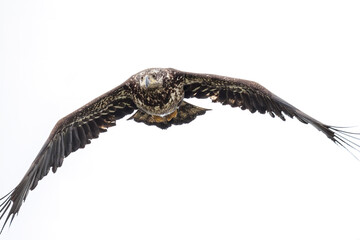 Fototapeta premium Bald eagle