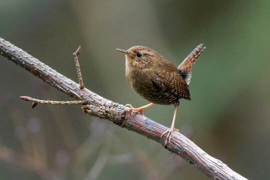 Pacific wren