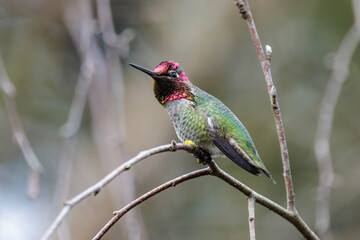Fototapeta premium Anna's hummingbird