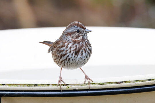 Song sparrow