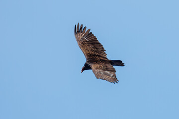 Fototapeta premium Turkey vulture