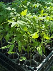 Seedlings of tomato plants in the greenhouse.