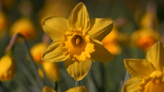 close up yellow daffodil yellow spring flower dancing in sunny breeze