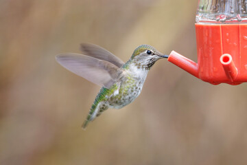 Anna's hummingbird