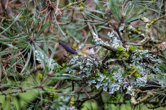 Anna's hummingbird nest