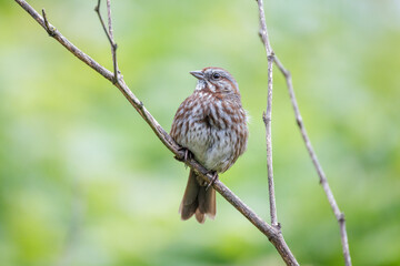 Fototapeta premium Song sparrow