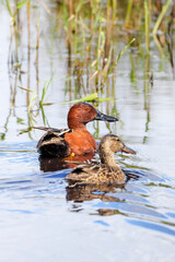 Cinnamon teal duck
